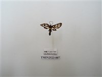 藏品(環鹿子蛾屬)的圖片